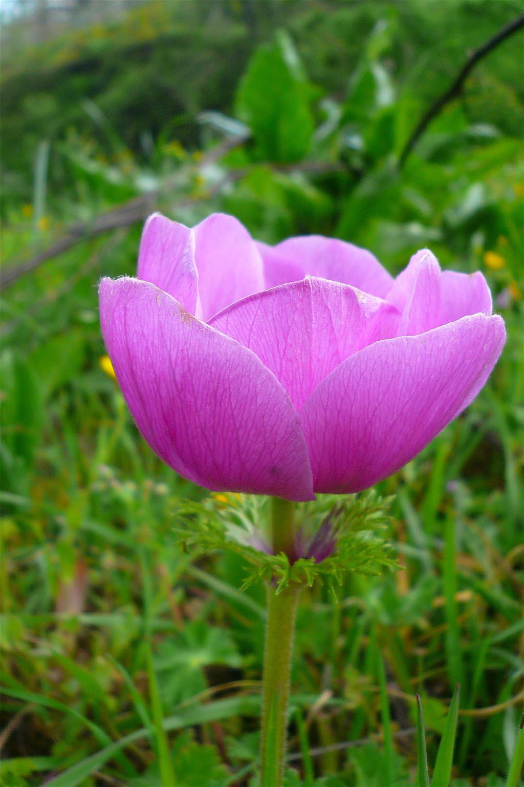 Papaver... No, Anemone coronaria